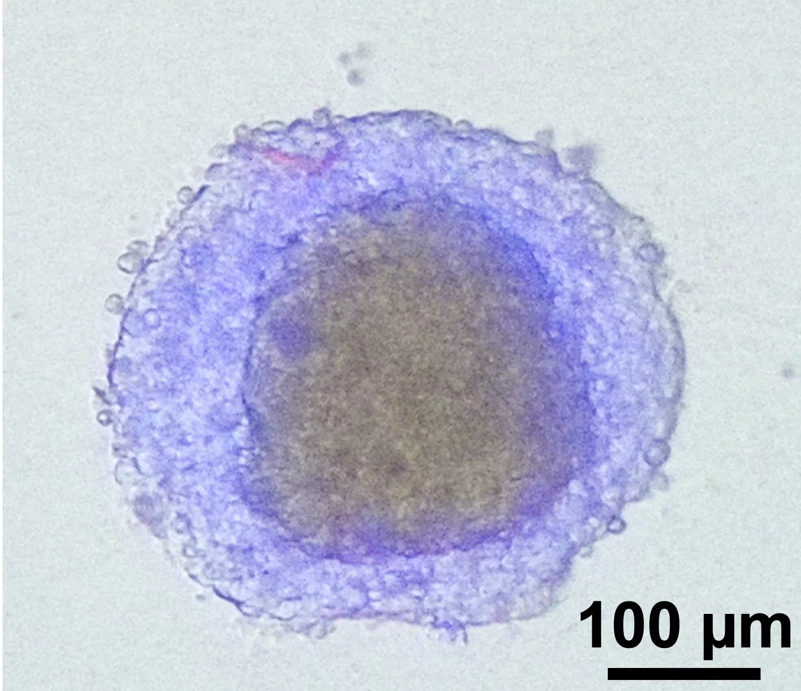 Pillar 3: Tissue engineering and organoid fabrication