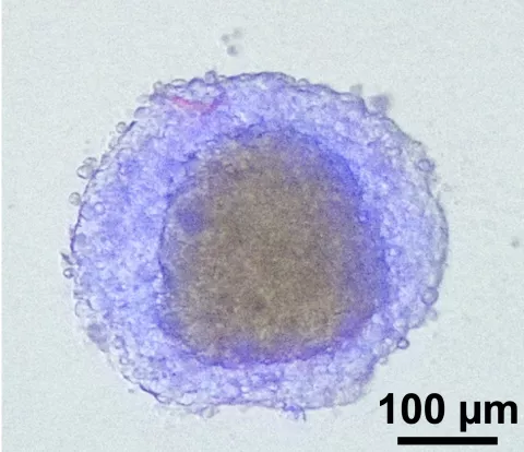 Pillar 3: Tissue engineering and organoid fabrication